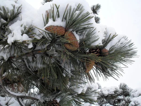 Gałęzi sosny krymska z szyszki w śniegu makro — Zdjęcie stockowe