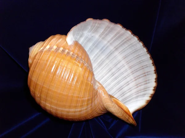 海ザルガイの殻、マクロ. — ストック写真