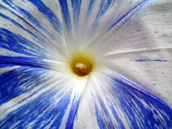 Flower of striped ipomea "UFO" close up. — Stock Photo, Image