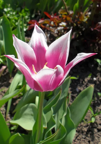 Motley tulipa em um jardim de perto . — Fotografia de Stock