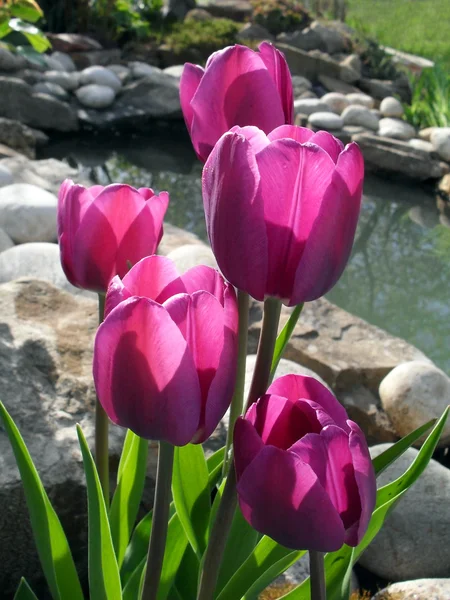 Lilac tulips against a decorative pond. — Stock Photo, Image