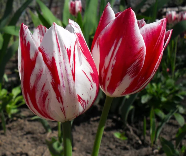 Motley tulips in a garden close up. — Stock Photo, Image