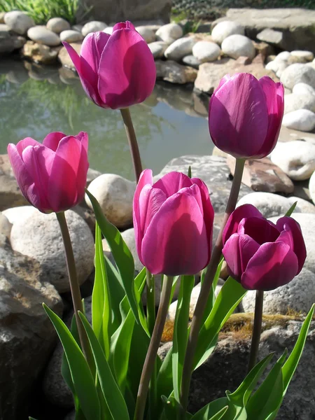 Lilac tulips against a decorative pond. — Stock Photo, Image