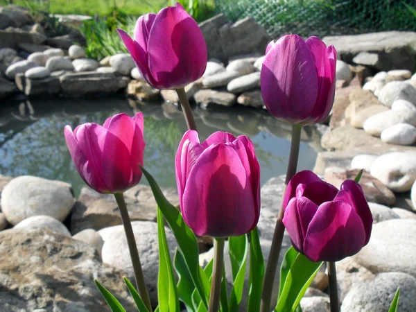 Tulipanes lila contra un estanque decorativo . — Foto de Stock