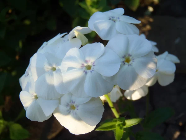 White phlox in a garden, macro. — Stock Photo, Image