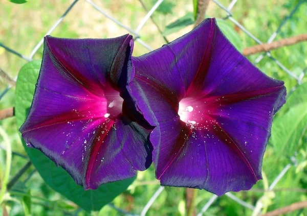 Fleurs d'un ipomea violet dans un jardin gros plan . — Photo