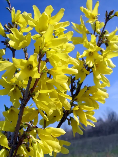 O arbusto ornamental florescente de Forsythia em um jardim . — Fotografia de Stock