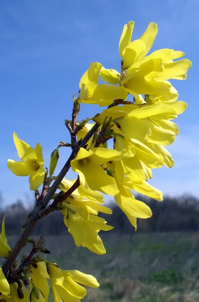 O arbusto ornamental florescente de Forsythia em um jardim . — Fotografia de Stock