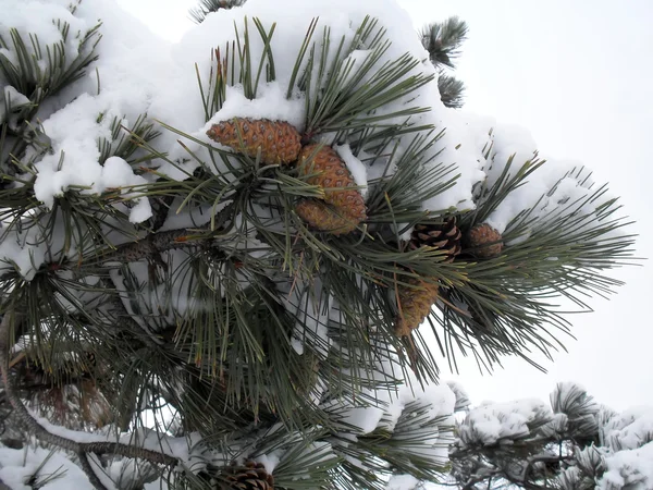 Branch of the Crimean pine with cones in snow macro — Stock Photo, Image