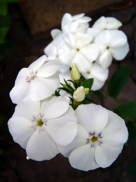 White phlox in a garden, macro. — Stock Photo, Image