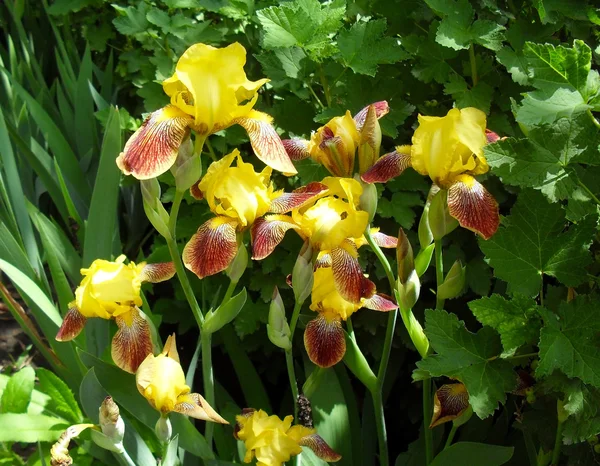 Gele bearded irissen in een tuin close-up. — Stockfoto