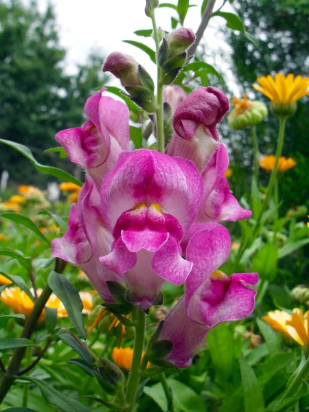 꽃 정원에서 핑크 색의 사자 인 두 (Antirrinum) 가까이. — 스톡 사진