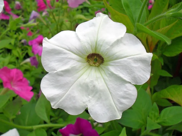 Weiße und purpurrote Petunien im Garten. — Stockfoto