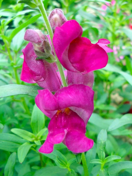 Blommor lejonets svalget (Antirrinum) av röda färg i en trädgård på nära håll. — Stockfoto