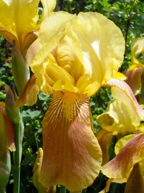 Kadar yakın bir bahçede sarı sakallı İris.