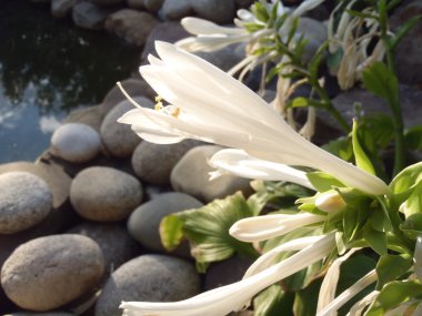 The blossoming hosta against a decorative pond in a garden. clipart