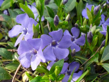 Blue flowers of Periwinkle (Barvinok, Vinca) close up.