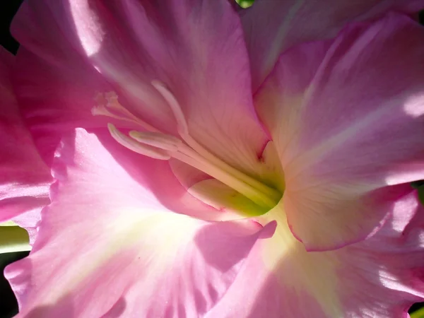 Gentle-lilac gladiolus macro. — Stock Photo, Image