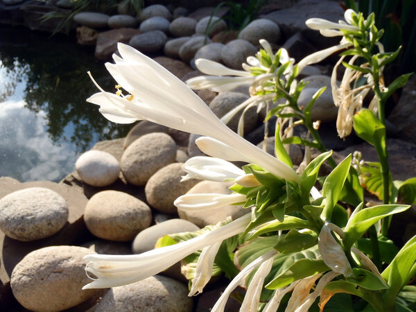 The blossoming hosta against a decorative pond in a garden.