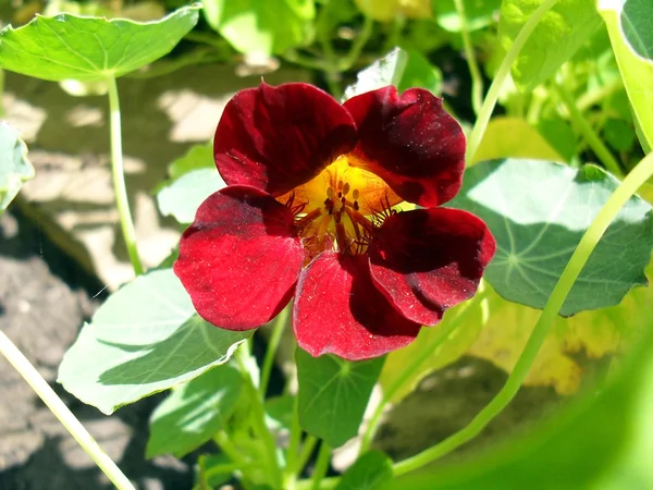 Fleur d'un rhinturtium cerise dans un jardin close up . — Photo