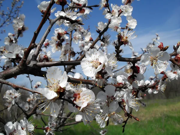 De color albaricoque. Primavera temprana . — Foto de Stock