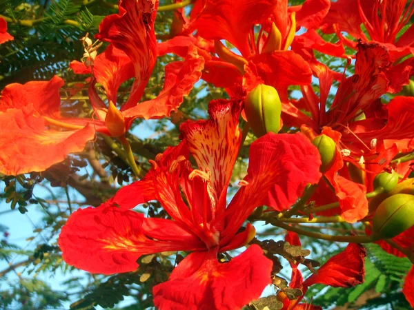 Rode hibiscuses op een boom, macro. — Stockfoto