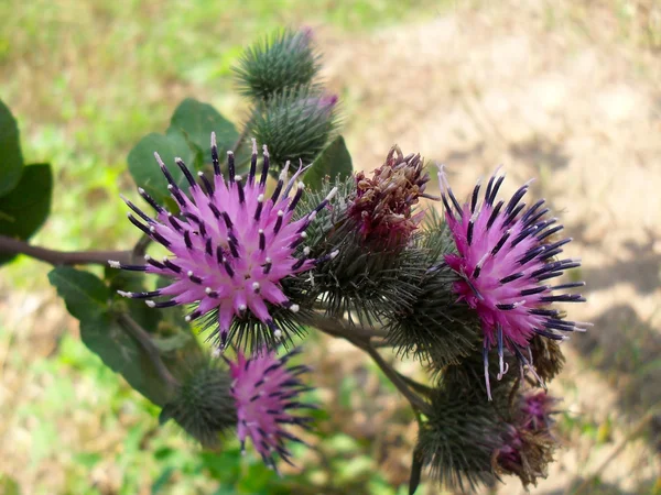 The blossoming burdock, macro — Stock Photo, Image