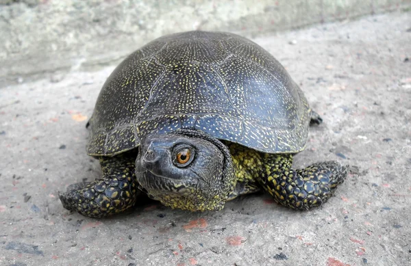 Tortuga de pantano europea de cerca . — Foto de Stock