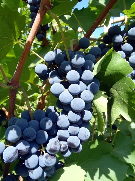 Blauwe druiven van een rang Isabella op een staaf close-up. — Stockfoto