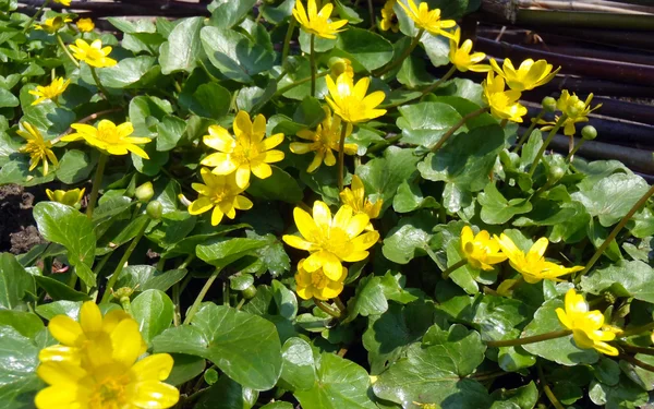 Spring flowers (Ficaria verna) in a garden, macro — Stock Photo, Image