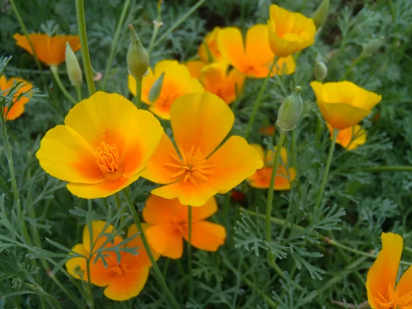 Californian Aura poppies (eshsholtion) close up. — Stock Photo, Image