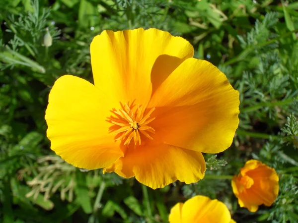 Californian Aura poppies (eshsholtion) close up. — Stock Photo, Image