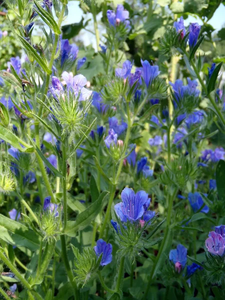 Flores azuis de macro (Echium ) — Fotografia de Stock