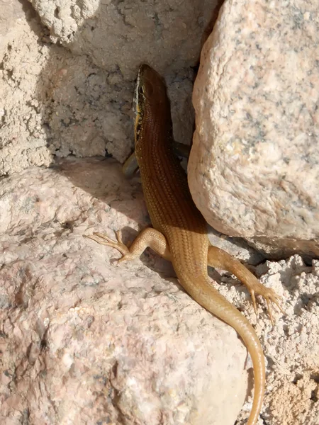 Lagarto del desierto bajo una piedra de cerca . —  Fotos de Stock