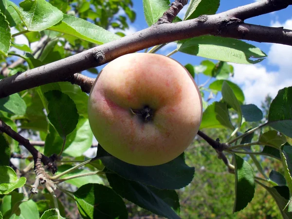 Rosa äpple på en gren, makro. — Stockfoto