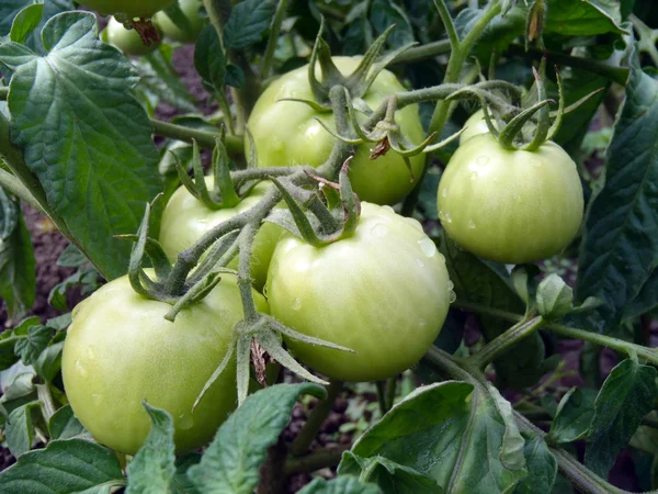 Bir Bush olgunlaşma domates yakın çekim.