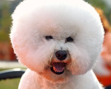 Bichon Frize Dog yakın portre. Şirin, küçük, temiz ve bakımlı beyaz köpek yavrusu.