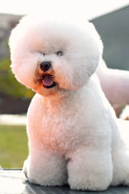 Bichon Frize Dog yakın portre. Şirin, küçük, temiz ve bakımlı beyaz köpek yavrusu.