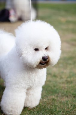 Bichon Frize Dog yakın portre. Şirin, küçük, temiz ve bakımlı beyaz köpek yavrusu.
