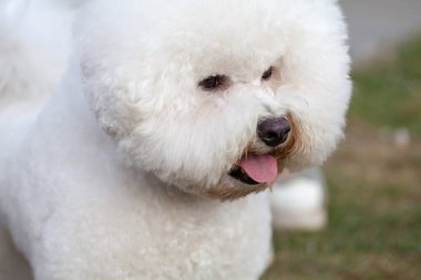 Bichon Frize Dog yakın portre. Şirin, küçük, temiz ve bakımlı beyaz köpek yavrusu.
