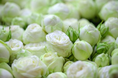 Güzel beyaz O 'Hara gül buketini yakından çek. Soyut arkaplan. Çiçek arkaplan, bahçe çiçekleri. 