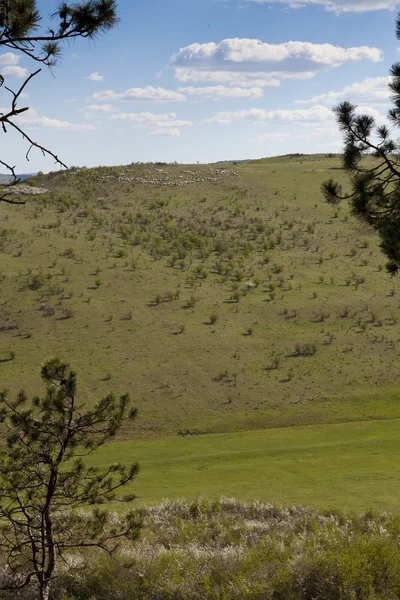 Sheep on a hill — Stock Photo, Image