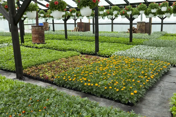 Flower greenhouse — Stock Photo, Image