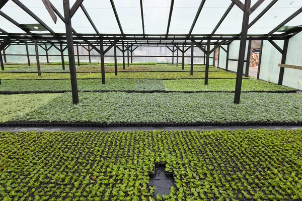 Flower greenhouse — Stock Photo, Image