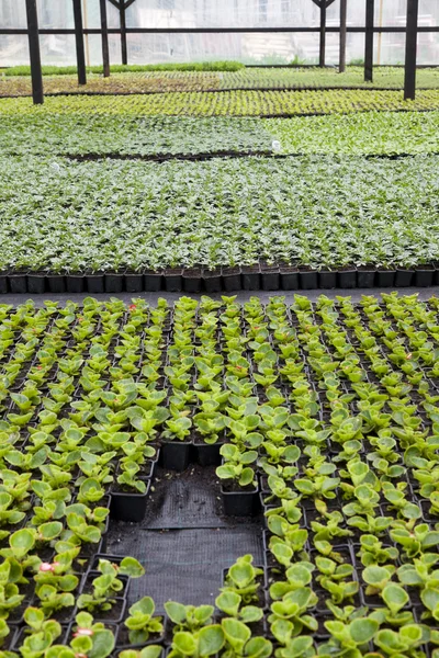 Flower greenhouse — Stock Photo, Image