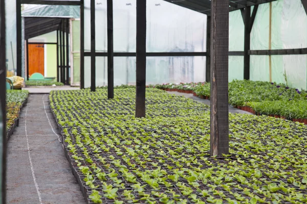 Flowers in a greenhouse — Stock Photo, Image