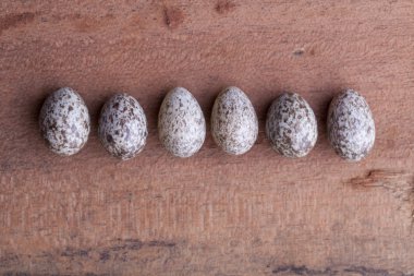 line of sparrow eggs clipart