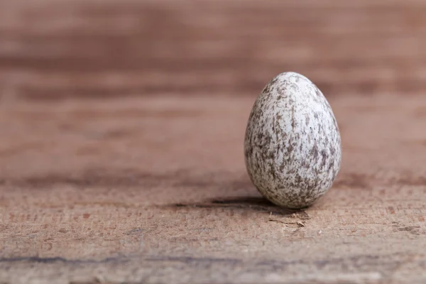 House sparrow egg — Stock Photo, Image