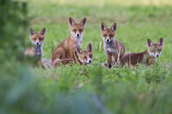 Fox yavrularını