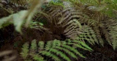 Bir ağaç kütüğü bir ormanın ortasındadır. Kütük yeşil çimenler ve ağaçlarla çevrilidir. Resmin huzurlu ve huzurlu bir havası var.